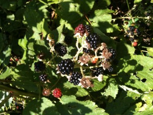 Ripe blackberries lined the path