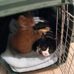 Kittens first day