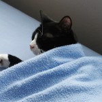 2010_0410_004_kittens