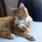 2010_0410_013_kittens