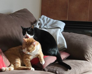 2010_1229_003_kittens-1