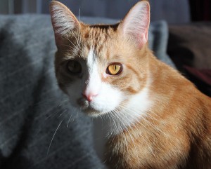 2010_1229_004_kittens-1