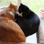 2010_1229_013_kittens