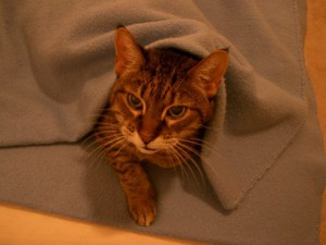Idge under blanket005