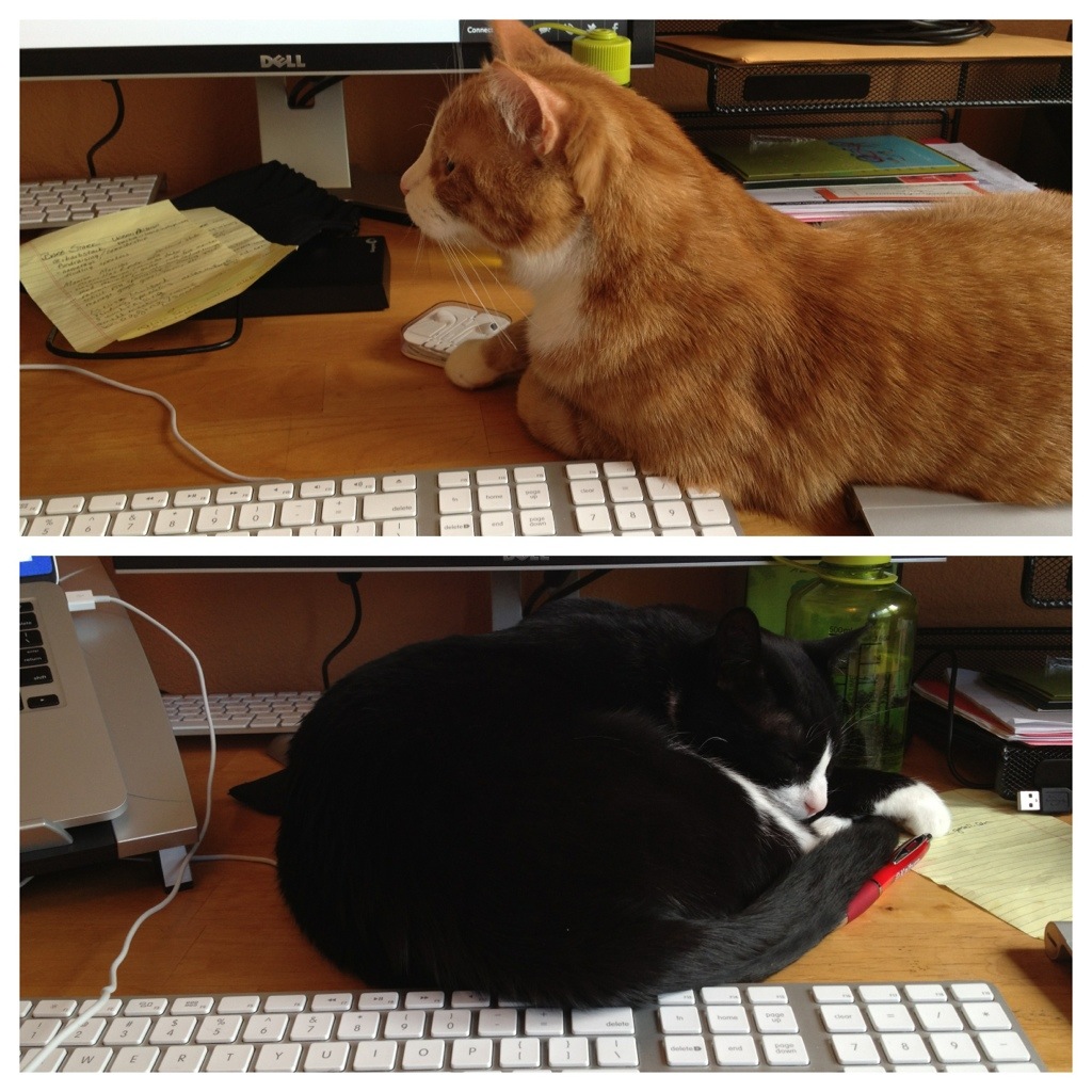Cats take over my desk