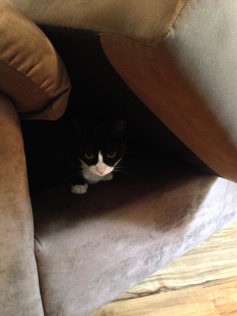 Xander exploring the new couch cave (Photo by Jess)