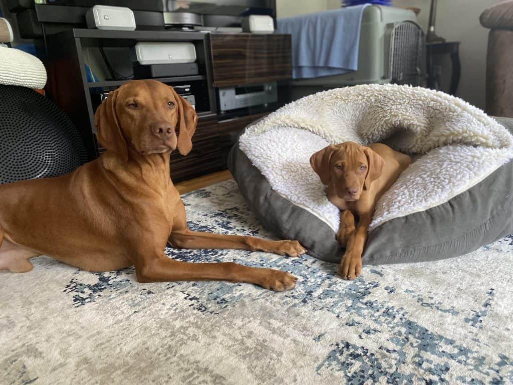 Obi lies next to puppy Yoda who is laying in a cave bed.