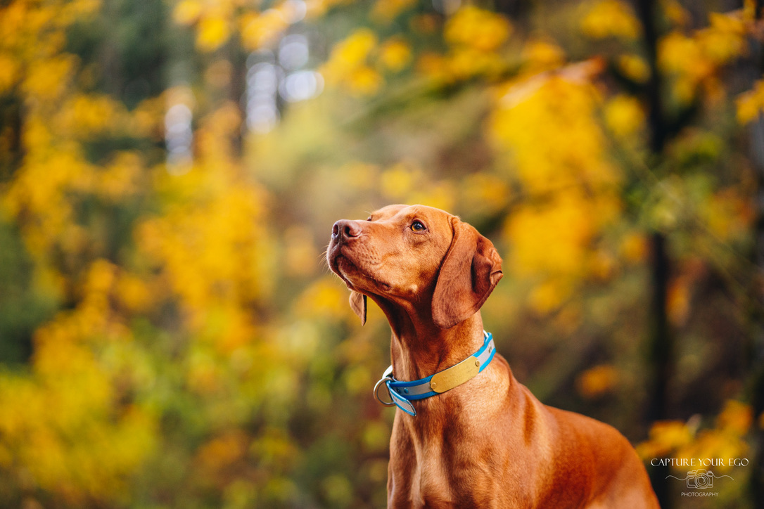 Obi standing among fall foliage in the Columbia Gorge